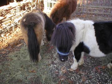 3 PonyHengste zu verkaufen