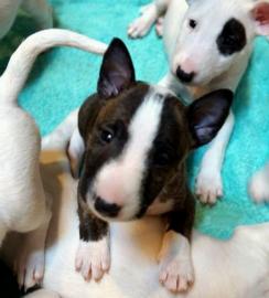 Zuckers??e Bull terrier Welpen