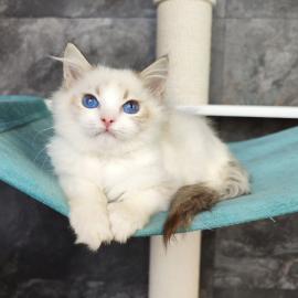 Wundersch�ne Bluebell-Ragdoll-Katzen zur