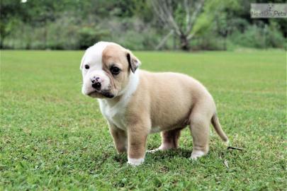 english bulldog puppy