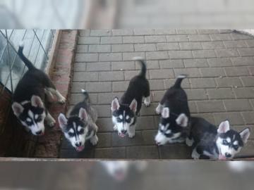 Reinrassige Siberian Husky Welpen