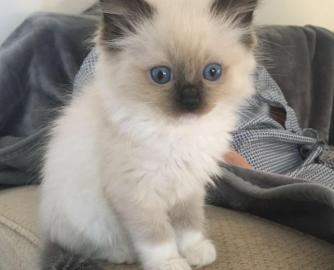 sch�ne Ragdoll K�tzchen jetzt erh�ltlich