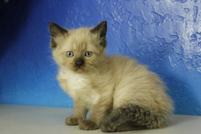 sch�ne Ragdoll K�tzchen jetzt erh�ltlich