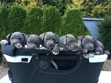American Bully XLL Welpen