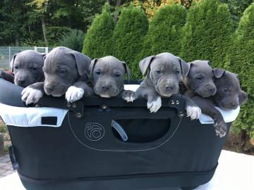 American Bully XLL Welpen