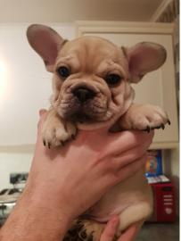 Franz�sische Bulldogge Welpen blue, blau
