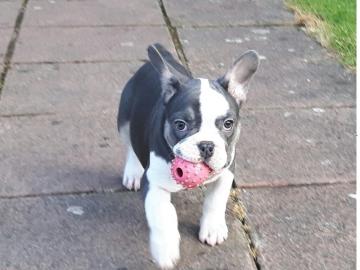 Franz�sische Bulldogge Welpen blue, blau