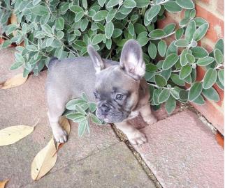 Franz�sische Bulldogge Welpen blue, blau