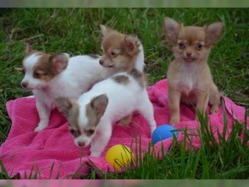 Chihuahua Welpen Mini