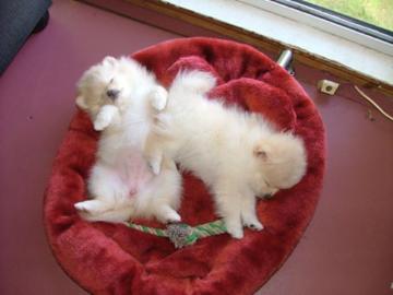 S��e Pomeranian Zwergspitz Welpen