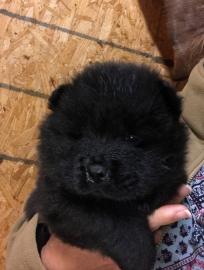 Liebevolle Chow-Chow-Welpen zur Vermittl