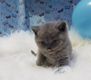 Britische blaue Kurzhaark?tzchen