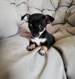 Chihuahua Welpen