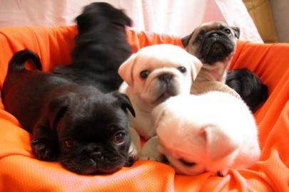 wundersch�ne Mops Welpen