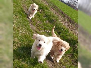 Golden Retriever Welpen mit Ahnentafel