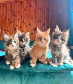 S��es Maine Coon K�tzchen zur Adoption W