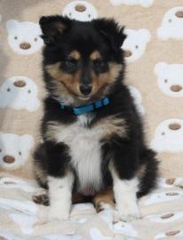 S��e Sheltiewelpen