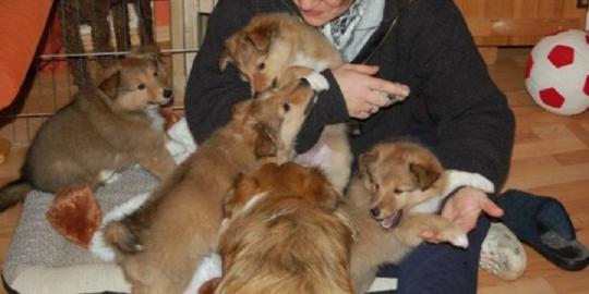 S��e Sheltiewelpen