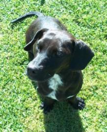 HILFE!!! Labrador-Dackel-Mis