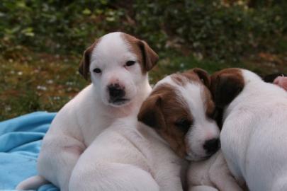 5 Dreifarbige Jack-Russel Welpen abzugeb