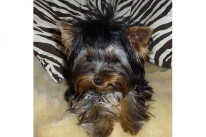 *Yorkshire Terrier Welpen ( R�den, gechi