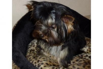 *Yorkshire Terrier Welpen ( R�den, gechi