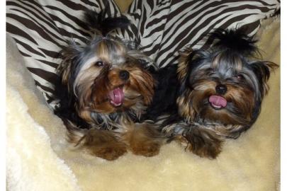 *Yorkshire Terrier Welpen ( R�den, gechi