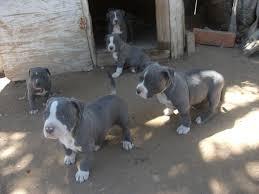 Reinrassige American Pitbull Blueliner