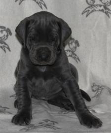 Deutsche Doggenwelpe