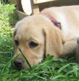 Wundersch�ne Labrador Welpen