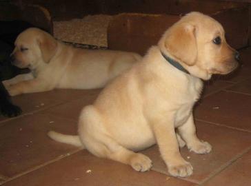 Wundersch�ne Labrador Welpen