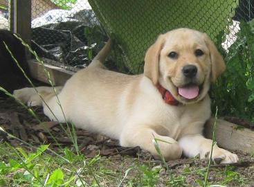 Wundersch�ne Labrador Welpen