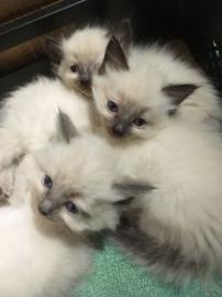 Ragdoll K?tzchen