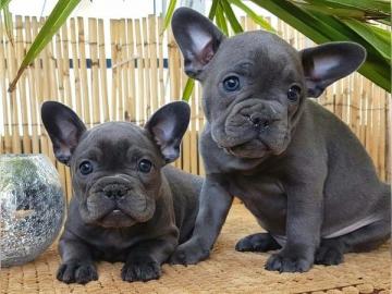 Franz�sische Bulldogge Welpen Blue /Blau