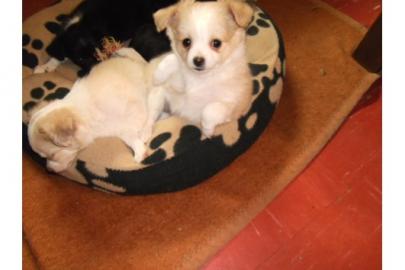 chrismas chihuahua welpen . . 