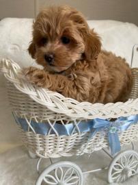 Maltipoo-Welpen