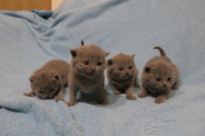Reinrassige BKH Babies