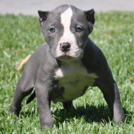 American Pitbull rednose Welpen