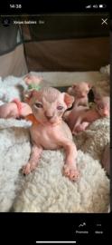 sphynx Kitten mit Stammbaum