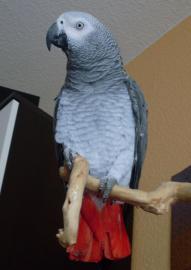 M?nnchen und Weibchen Graupapageien-mit-