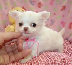 Reinrassige Chihuahua-Welpen