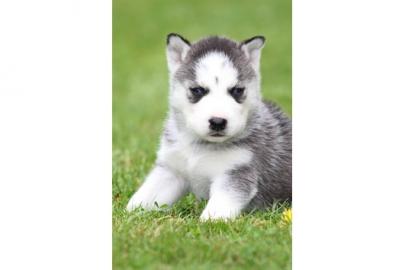 Reinrassige Sibirien Husky Welpen