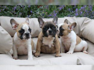 Unsere Reinrassige Franz�sische Bulldogg