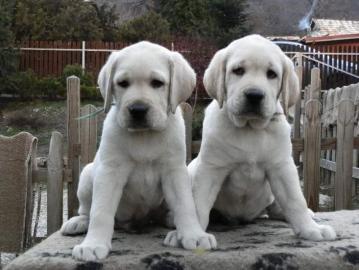 Labrador retriever in TOP Qualit�t