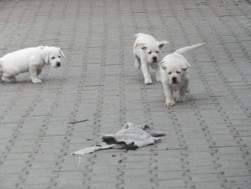 Labrador retriever in TOP Qualit�t