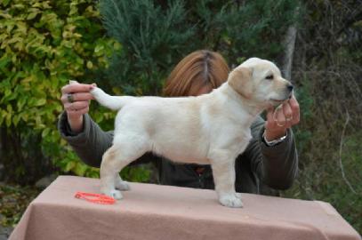 Labrador retriever in TOP Qualit�t