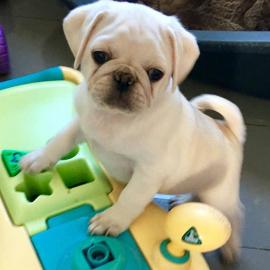 Mops Welpen Jetzt bereit zu gehen