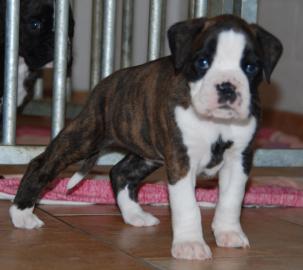 Boxer Welpen