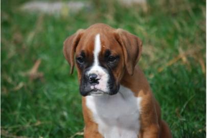 Boxer Welpen