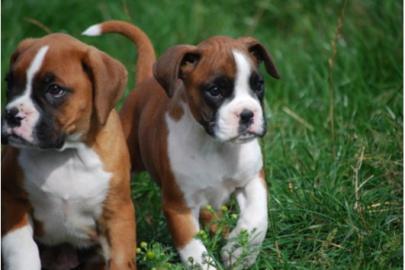 Boxer Welpen